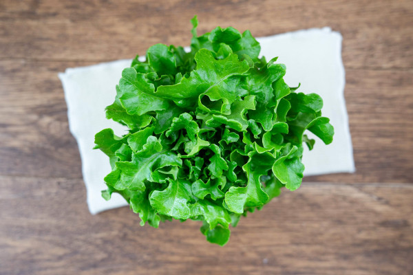Pflücksalat