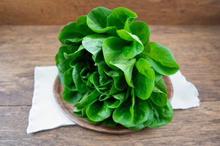 Salat Salanovasalat grün