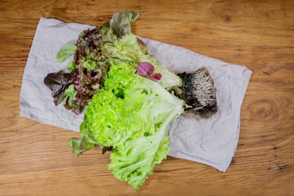 Tricoli Salat mit Wurzeln