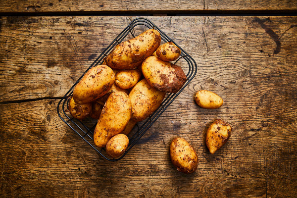 Kartoffel Siglinde - festkochend