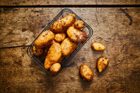 Kartoffel Siglinde - festkochend