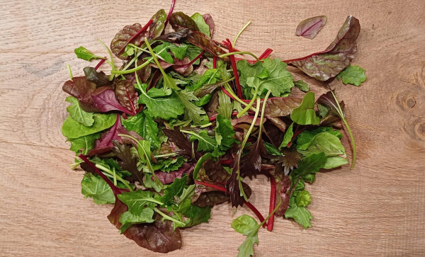 Wildkräutersalat