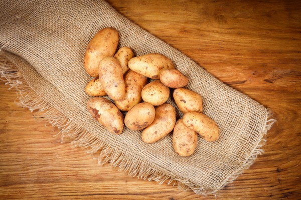 Annabelle NEUE ERNTE